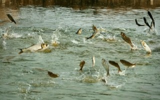 河里鱼虾游玩攻略，河水鱼虾
