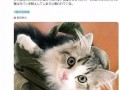 洗猫咪沙雕文案，洗猫咪沙雕文案搞笑